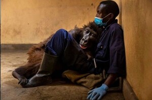 「把拔，偶要去當你的小天使了！」剛果最搶鏡的網紅猩猩在保育員懷抱中離世