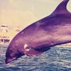 胖胖海豚遭受極其迫害！無法正常表演的牠被「打入冷宮」，最後悶出病的牠孤獨地喪命於水族館中！