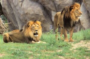 獅子不停咳嗽、打噴嚏還變得非常嗜睡？動物園證實「獅子王」患上新管肺炎！