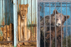 獅子王與其他動物被囚禁在動物園，隨後動物園報廢後居然「被遺棄在廢棄動物園裡等死」？
