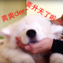 「煮人～煮人～我來幫你做瑜伽」⋯⋯這隻薩摩耶要求主人幫他頭部按摩，整個爽到要飛天了！超口奈～！