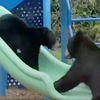 誰說動物沒有童心！小學老師放學驚見熊媽媽竟然帶著孩子溜滑梯！