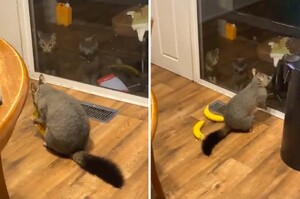 廚房傳怪聲！以為貓咪在搗蛋卻驚見「毛毛入侵者」兩主子坐門外傻眼：我們認識牠嗎？