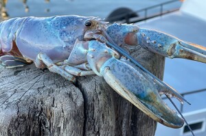 億分之一機率！美國漁民捕獲「棉花糖龍蝦」粉藍外殼超夢幻送水族館收留
