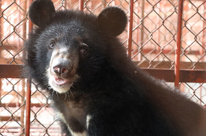 小黑熊遭非法業者關鳥籠「害怕發抖」暖志工細心照顧送泰迪熊作伴：我們陪你！