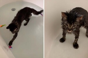 超愛玩水！小貓咪頻打翻水碗還直接「霸佔浴缸」開心抓魚媽笑翻：根本是海獺～