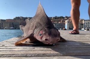 沙灘驚人「豬頭鯊身」的不明生物！經驗老道的海軍軍官見到後表示：從未見過這般長相的生物！