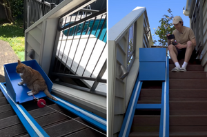 年邁喵星人無法順利爬下樓梯，鏟屎官為牠打造「自動喵喵電梯」，並自豪表示：這是偶一生中最棒的發明！