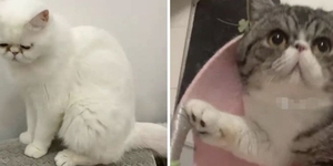 悲痛萬分！3隻愛貓「不幸染疫」被安樂死，黑龍江確診者自責淚訴：「馬麻很想你們」