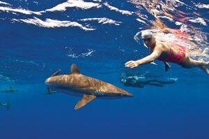 泳界翹楚！澳洲女泳將44次橫渡英吉利海峽，無畏「鯊魚和水母」成功創紀錄