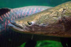 逃過濫捕危機！瀕危「巨骨舌魚」存活超過1億年，復育有成「全靠原住民」扭轉命運
