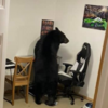 野生黑熊闖入兒子房間，逗留片刻後乾脆「坐在椅子上消遣」，嚇壞家中所有成員！