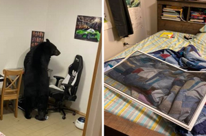 野生黑熊闖入兒子房間，逗留片刻後乾脆「坐在椅子上消遣」，嚇壞家中所有成員！