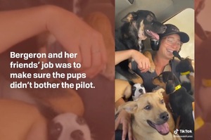 「歡迎乘搭小狗航班」四名女子為救浪浪免遭安樂死，竟然將牠們都塞進飛機裡！