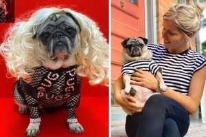 憂傷表情超吸睛！體弱多病的巴哥犬4年前被救援，如今搖身一變「時尚圈新星」