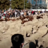 數以千計羊咩咩正在遷徙請讓路！今日馬德里的街道不塞車而是「塞滿正在搬家的羊」？