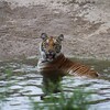 動物保護區霸氣收養被拋棄的私家圈養虎，轉眼成為萬千寵愛集一身的艾莎公主！