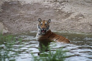 動物保護區霸氣收養被拋棄的私家圈養虎，轉眼成為萬千寵愛集一身的艾莎公主！