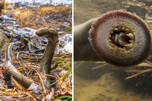 水中吸血鬼！面目猙獰的瀕危活化石「七鰓鰻」，20年來首次現身澳洲瀑布