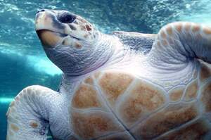 好消息！西非保護「瀕危海龜」躲過危機，產卵數量明顯增加：小海龜要健康長大喔~