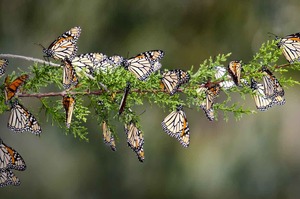 一線曙光！瀕危「帝王斑蝶」數量回升，數千隻回歸加州過冬：希望明年再見到你們！