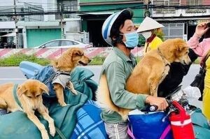 傷心欲絕！越南夫妻染疫入院，12隻無辜愛犬難逃一劫「全遭撲殺」引發民眾抗議