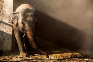 你一定要幸福！世界上最孤獨的大象「卡萬」飽受身心疾病折磨，禁錮35年終於獲救