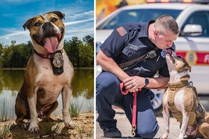 加入消防隊！比特犬從非法鬥狗場獲救，搖身一變成為「縱火偵測犬」受人敬佩