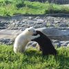 大灰熊幼崽被救後和人工飼養的北極熊寶寶成為好朋友！現在遊客都能看見牠們一起玩耍