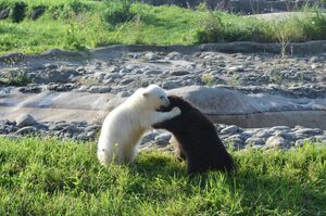 大灰熊幼崽被救後和人工飼養的北極熊寶寶成為好朋友！現在遊客都能看見牠們一起玩耍