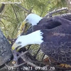愛鳥人士看過來！邁阿密動物園為廣大民眾現場直播老鷹築巢畫面