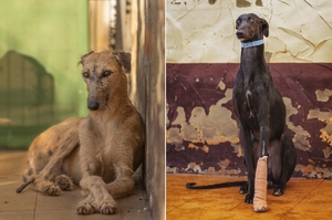 打獵完就被棄養…暖心攝影師走進收容所，揭開500隻「西班牙高哥犬」的淒慘命運