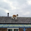 屋頂藏著你的狗！汪星人失蹤主人好著急，出外尋找回來時才發現「原來汪星人從未離去，而是躲在屋頂上」！