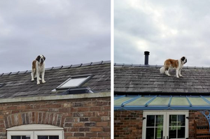 屋頂藏著你的狗！汪星人失蹤主人好著急，出外尋找回來時才發現「原來汪星人從未離去，而是躲在屋頂上」！