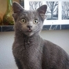 貓界小精靈！土耳其罕見「四耳貓」爆紅照片曝光，可愛模樣惹人憐