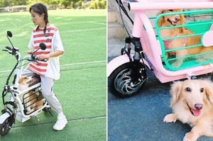 愛兜風的毛孩看過來！日本發明「寵物電動車」，汪汪直呼「出門再也不用坐機車踏板」