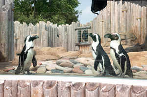 心痛！瘧原蟲入侵哥倫比亞動物園，6隻企鵝病重身亡：「希望你們來世健康長大」