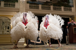 不用當桌上佳餚！2感恩節火雞獲「拜登總統赦免」參加盛大儀式入住五星級飯店