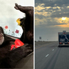 保護區面臨倒閉...8猩猩搭專車「橫跨美國4000公里」抵達新家展開新生活
