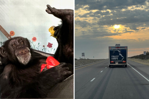 保護區面臨倒閉...8猩猩搭專車「橫跨美國4000公里」抵達新家展開新生活