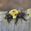地球人注意！美國大黃蜂的數量急劇下降，目前已經被列為「瀕危物種」！