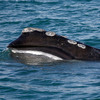 偉大的「北大西洋露脊鯨」被專家批露全球只剩下「336頭」？如果不採取行動牠們將「從海洋世界永久消失」！