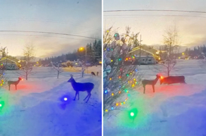 你哪位？野鹿散步遇「聖誕馴鹿裝飾」秒暴怒衝上前撞倒：冒牌貨走開！