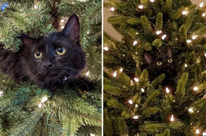不准媽掛任何裝飾品！黑貓愛當「唯一裝飾喵」霸佔聖誕樹探頭賣萌：我才是主角～