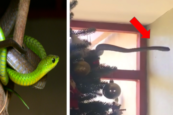 毒蛇愛歡慶耶誕佳節？劇毒「非洲樹蛇」躲在耶誕樹中，與人類一同歡慶耶誕節？