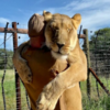 看見人類好友靠近就「主動跳到身上的獅子」，一言不合就來個「大大的擁抱」？