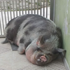 女子購買傳說中的「迷你豬豬」，帶回家養一段日子居然長成一隻「重達250公斤的巨無霸豬豬」！