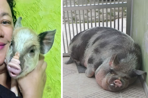 女子購買傳說中的「迷你豬豬」，帶回家養一段日子居然長成一隻「重達250公斤的巨無霸豬豬」！