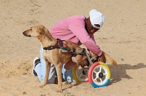 將兒童自行車進行改造，為殘疾救援犬製作出「童心滿滿的狗狗輪椅」！