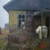 分辨不出是現實還是夢境！俄羅斯最狂攝影師登上「荒廢小島」與北極熊照相，拍下一張又一張「脫離現實的夢幻作品」！